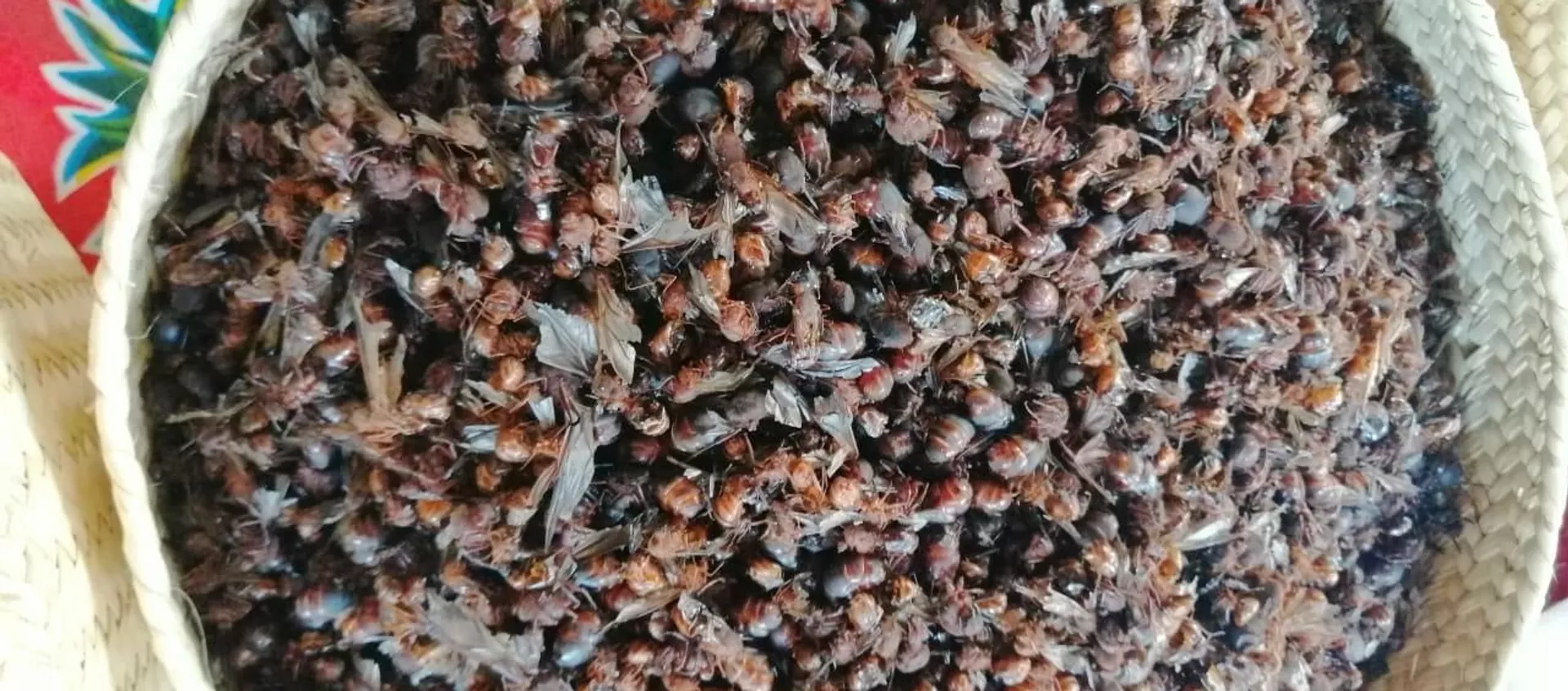 Las hormigas voladoras son un manjar de la cocina mesoamericana Las hormigas voladoras son un manjar de la cocina mesoamericana - Sputnik Mundo, 1920, 19.06.2019