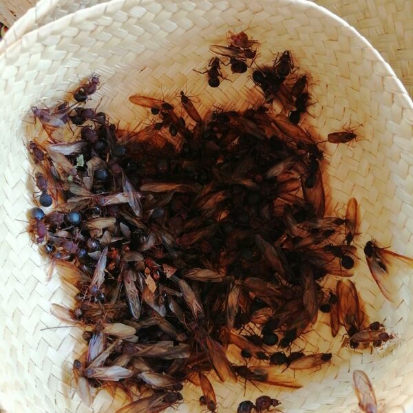 La carne de estas reinas es un manjar de la comida mexicana (fotos, vídeos) La carne de estas reinas es un manjar de la comida mexicana (fotos, vídeos) - Sputnik Mundo