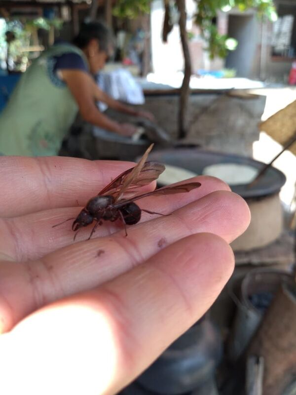 La carne de estas reinas es un manjar de la comida mexicana (fotos, vídeos) La carne de estas reinas es un manjar de la comida mexicana (fotos, vídeos) - Sputnik Mundo