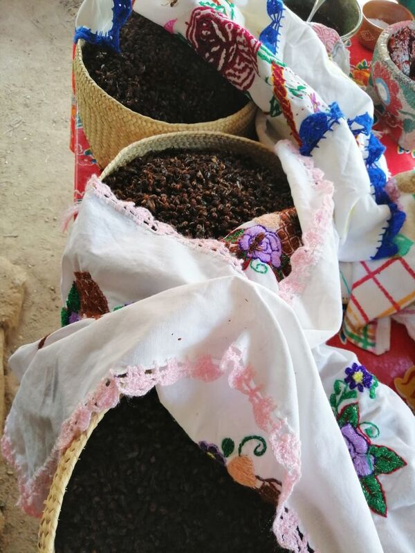 La carne de estas reinas es un manjar de la comida mexicana (fotos, vídeos) La carne de estas reinas es un manjar de la comida mexicana (fotos, vídeos) - Sputnik Mundo