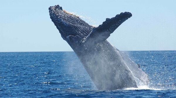 Una ballena jorobada (archivo) - Sputnik Mundo