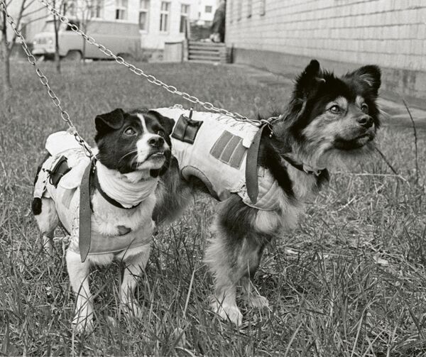 Perros cosmonautas rusos protagonizan el libro del fotógrafo británico Martin Parr Perros cosmonautas rusos protagonizan el libro del fotógrafo británico Martin Parr - Sputnik Mundo
