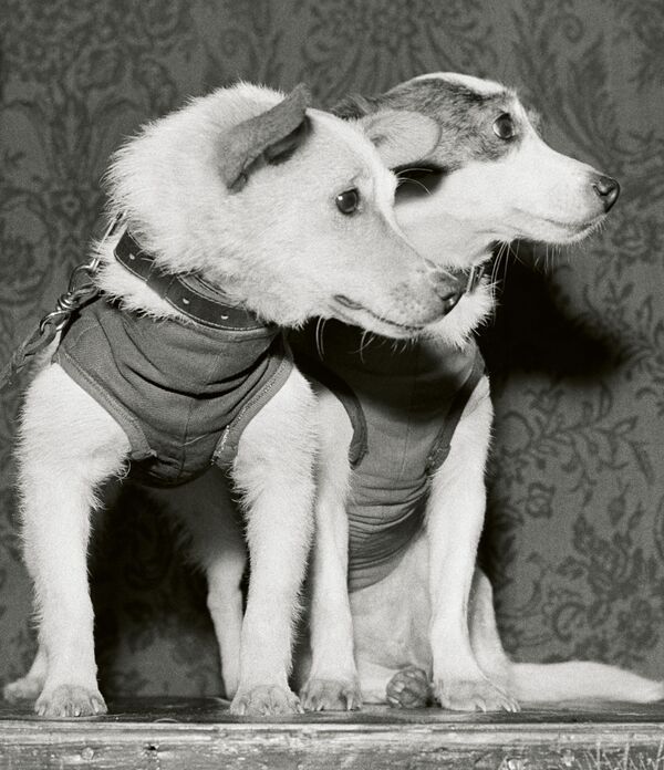 Perros cosmonautas rusos protagonizan el libro del fotógrafo británico Martin Parr Perros cosmonautas rusos protagonizan el libro del fotógrafo británico Martin Parr - Sputnik Mundo