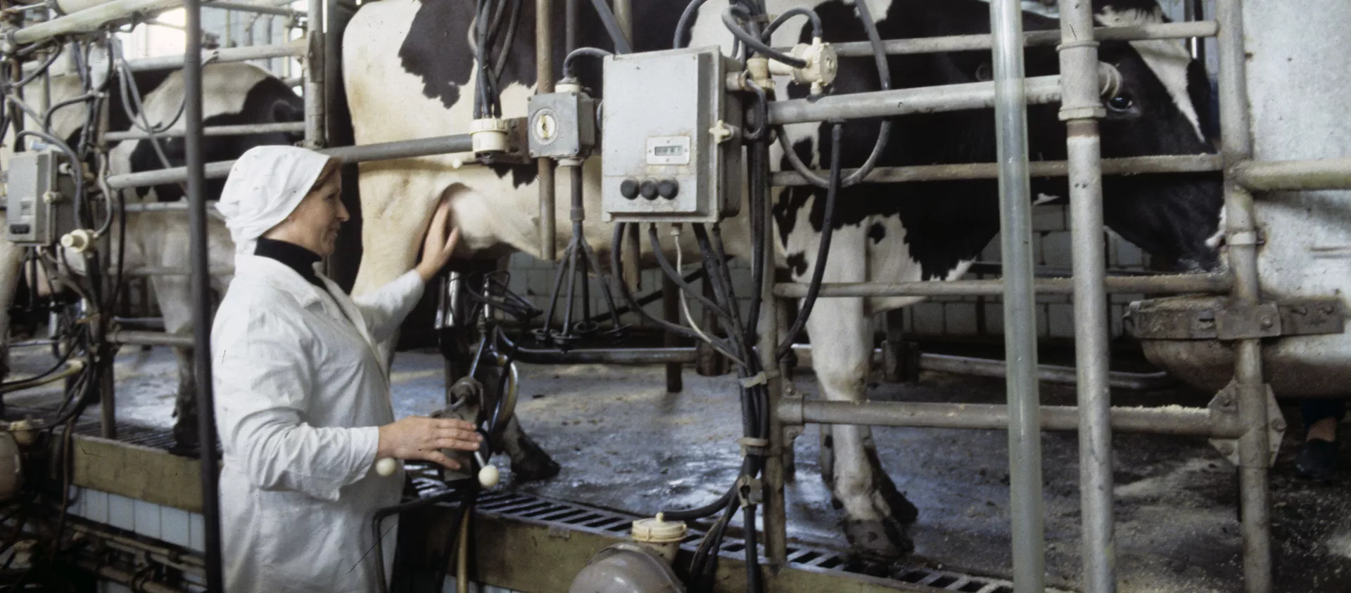 Fabricación de leche en un pueblo ruso Fabricación de leche en un pueblo ruso - Sputnik Mundo, 1920, 22.06.2019