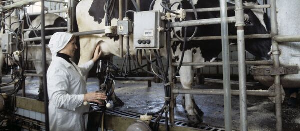Fabricación de leche en un pueblo ruso - Sputnik Mundo