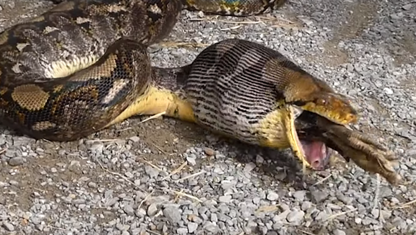 Obligan a una pitón a vomitar a su presa - Sputnik Mundo