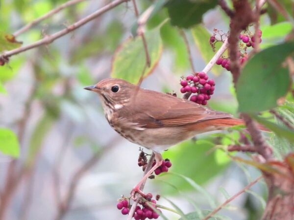 Los secretos de las líneas de Nazca: ¡no es ningún 'colibrí'! - Sputnik Mundo