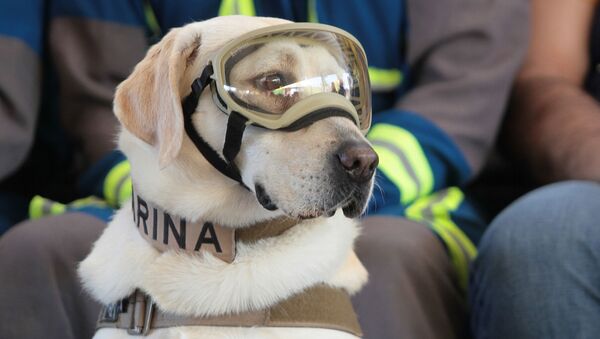 Frida, perro rescatista de México - Sputnik Mundo