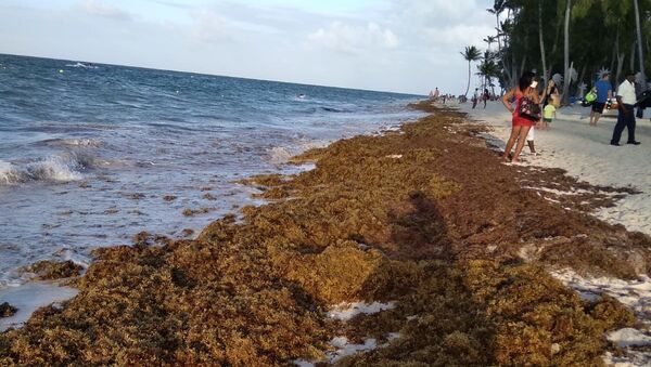 Sargazo en las playas del Caribe - Sputnik Mundo