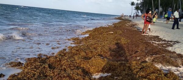 Sargazo en las playas del Caribe - Sputnik Mundo