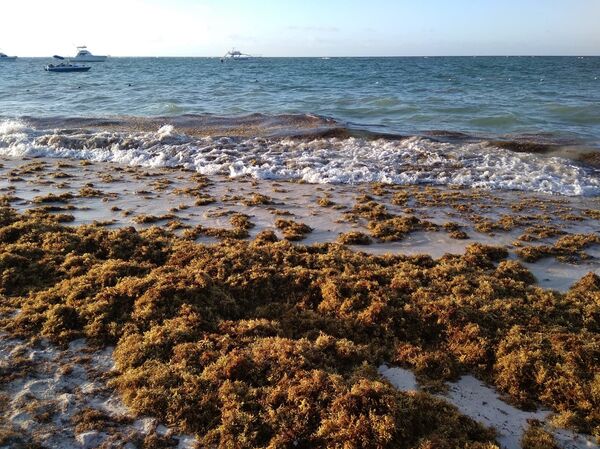 El misterio de las islas de sargazo que recalan en costas del Caribe (fotos) - Sputnik Mundo