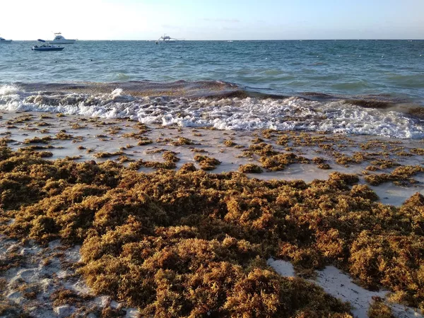 El misterio de las islas de sargazo que recalan en costas del Caribe (fotos) El misterio de las islas de sargazo que recalan en costas del Caribe (fotos) - Sputnik Mundo