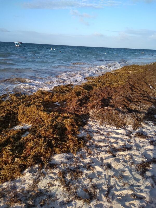 El misterio de las islas de sargazo que recalan en costas del Caribe (fotos) - Sputnik Mundo