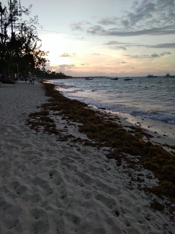 El misterio de las islas de sargazo que recalan en costas del Caribe (fotos) - Sputnik Mundo