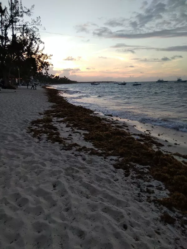 El misterio de las islas de sargazo que recalan en costas del Caribe (fotos) El misterio de las islas de sargazo que recalan en costas del Caribe (fotos) - Sputnik Mundo