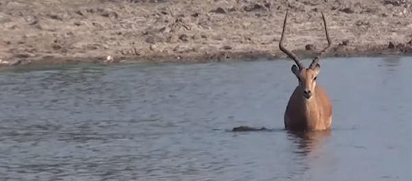 Un impala escapa de un cocodrilo y se convierte en el almuerzo de los perros salvajes - Sputnik Mundo