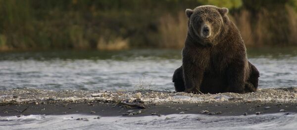 Un oso (imagen referencial) - Sputnik Mundo