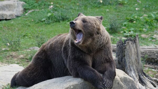 Un oso, referencial - Sputnik Mundo