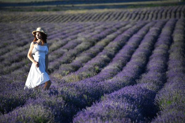 El Very Peri es muy similar a algunos colores naturales, entre ellos el lavanda.En la foto: un campo de lavanda en Crimea. - Sputnik Mundo