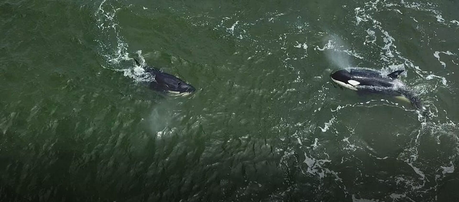 Orcas y ballenas blancas fueron liberadas en el Lejano Oriente ruso Orcas y ballenas blancas fueron liberadas en el Lejano Oriente ruso - Sputnik Mundo, 1920, 28.06.2019