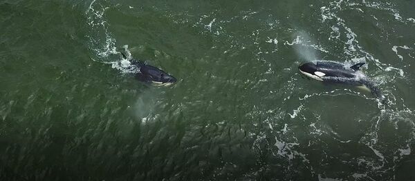 Orcas y ballenas blancas fueron liberadas en el Lejano Oriente ruso - Sputnik Mundo