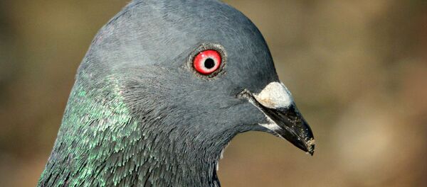 Paloma (imagen referencial) - Sputnik Mundo