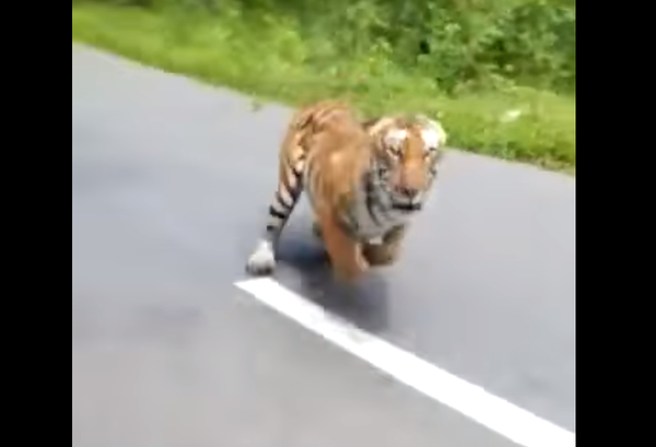 Un tigre se la jura a una moto en la carretera - Sputnik Mundo