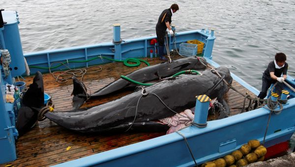 Caza de ballenas en Japón (Archivo) Caza de ballenas en Japón (Archivo) - Sputnik Mundo