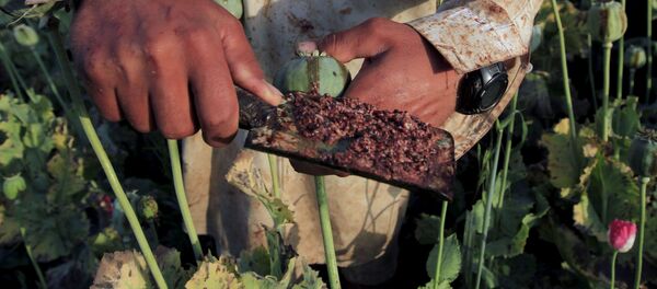 Un agricultor de amapolas recoge el opio crudo de una cabeza. - Sputnik Mundo