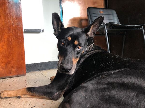 Conoce la misión que atiende animales en Venezuela desafiando el bloqueo - Sputnik Mundo