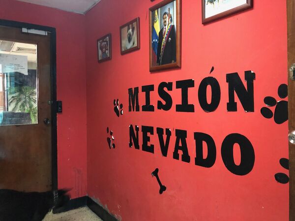 Conoce la misión que atiende animales en Venezuela desafiando el bloqueo - Sputnik Mundo