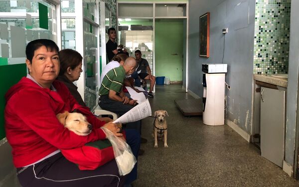 La atención en el centro veterinario integral de Nuevo Circo - Sputnik Mundo