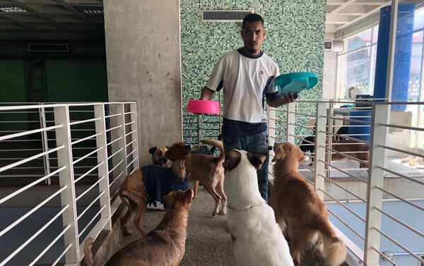 La atención en el centro veterinario integral de Nuevo Circo - Sputnik Mundo