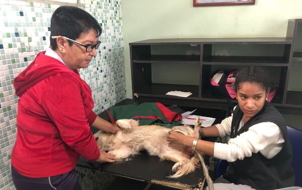 La atención en el centro veterinario integral de Nuevo Circo - Sputnik Mundo