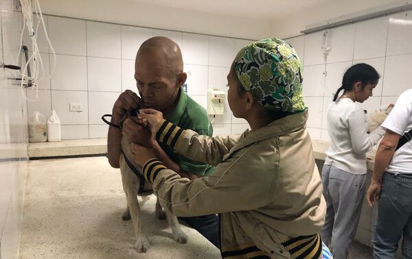 La atención en el centro veterinario integral de Nuevo Circo - Sputnik Mundo