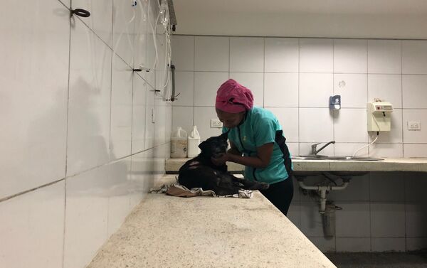 La atención en el centro veterinario integral de Nuevo Circo - Sputnik Mundo