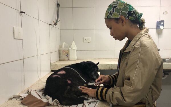 La atención en el centro veterinario integral de Nuevo Circo - Sputnik Mundo