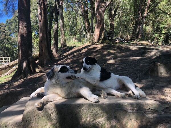 Conoce la misión que atiende animales en Venezuela desafiando el bloqueo - Sputnik Mundo