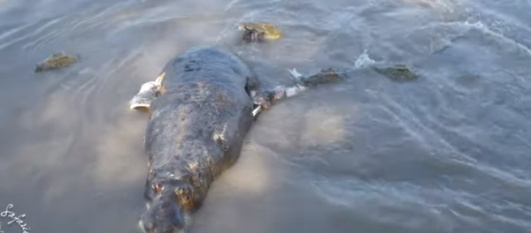 El círculo de la vida: el escalofriante festín de unos cocodrilos en Zambia - Sputnik Mundo