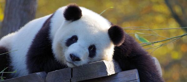 Un oso panda Un oso panda - Sputnik Mundo