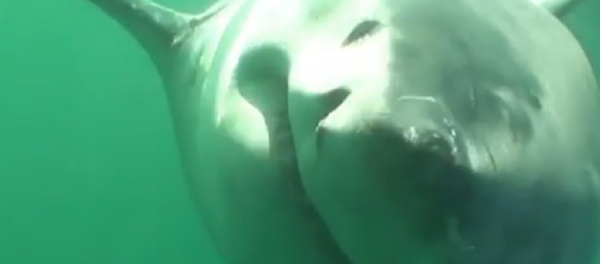 Así se ve en primera persona el mordisco de un gran tiburón blanco Así se ve en primera persona el mordisco de un gran tiburón blanco - Sputnik Mundo