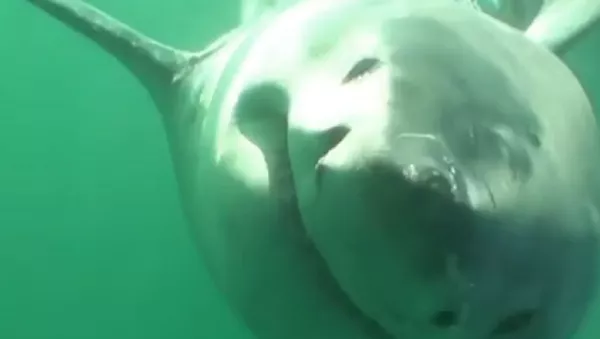 Así se ve en primera persona el mordisco de un gran tiburón blanco 