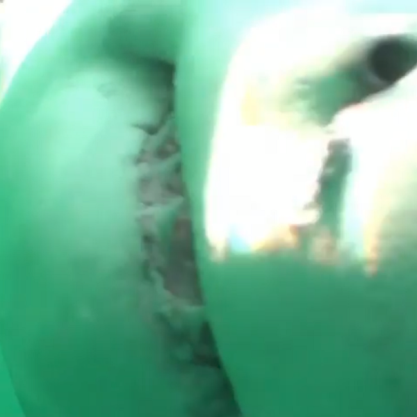 Así se ve en primera persona el mordisco de un gran tiburón blanco - Sputnik Mundo