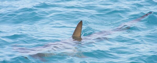 Un tiburón, referencial - Sputnik Mundo