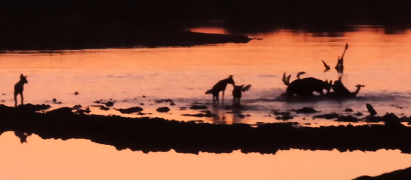 Perros salvajes se comen un impala - Sputnik Mundo