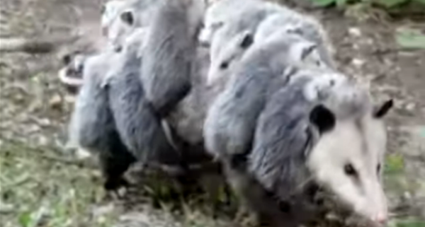 Cuando pienses que los hijos dan mucho trabajo, piensa en esta zarigüeya - Sputnik Mundo