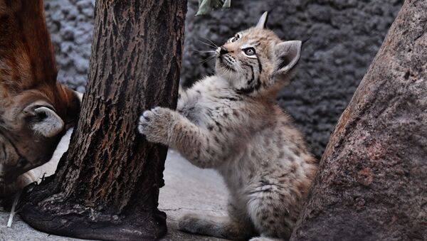 La familia de linces del zoo de Moscú gana nuevos miembros

 - Sputnik Mundo