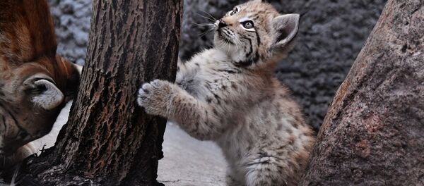 La familia de linces del zoo de Moscú gana nuevos miembros
La familia de linces del zoo de Moscú gana nuevos miembros
- Sputnik Mundo