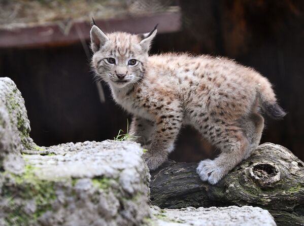 La familia de linces del zoo de Moscú gana nuevos miembros

 - Sputnik Mundo