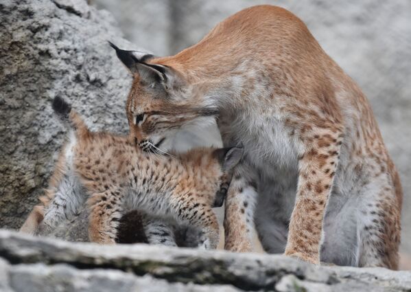 La familia de linces del zoo de Moscú gana nuevos miembros

 - Sputnik Mundo